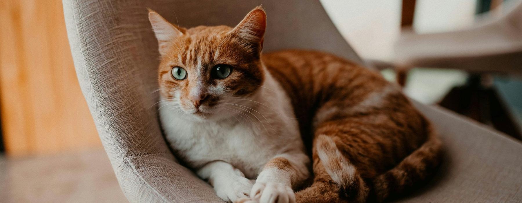 a cat lying on a chair